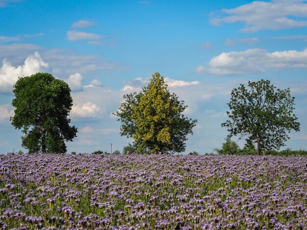 Scenic view of flowering plants on field against sky