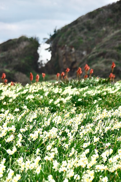 畑で花を ⁇ かせている植物の景色