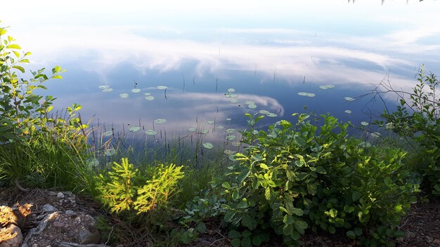 Scenic view of flowering plants on land against sky