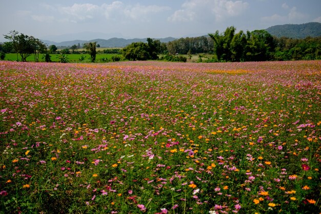 天空を背景に陸上で花をかせている植物の風景