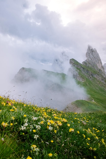 天空を背景に陸上で花をかせている植物の風景