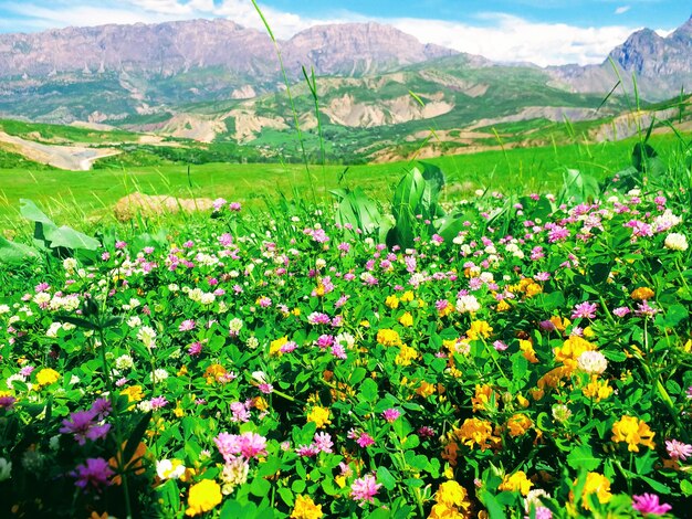 Scenic view of flowering plants on land