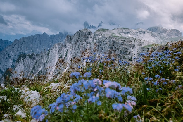 空の背景にある花の植物と山の風景