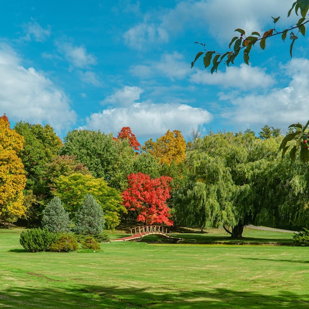 Foto vista panoramica di piante in fiore in un parco contro il cielo