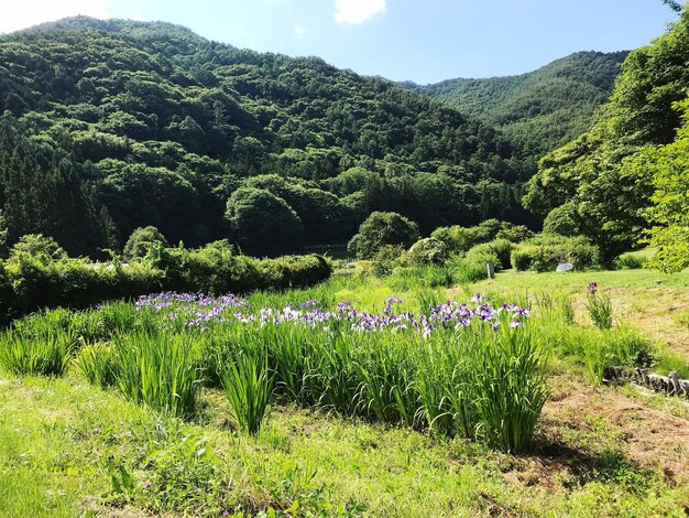 Scenic view of flowering plants and trees on field