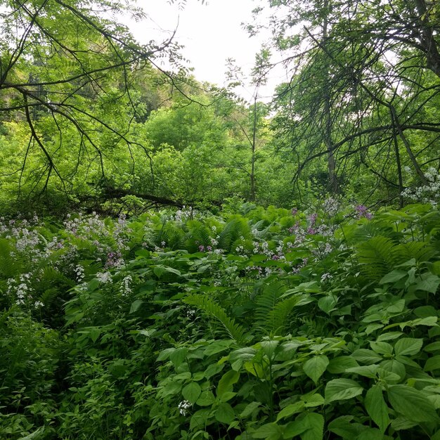 Scenic view of flowering plants and trees in forest