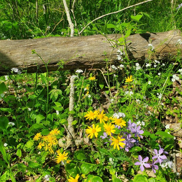 Scenic view of flowering plants