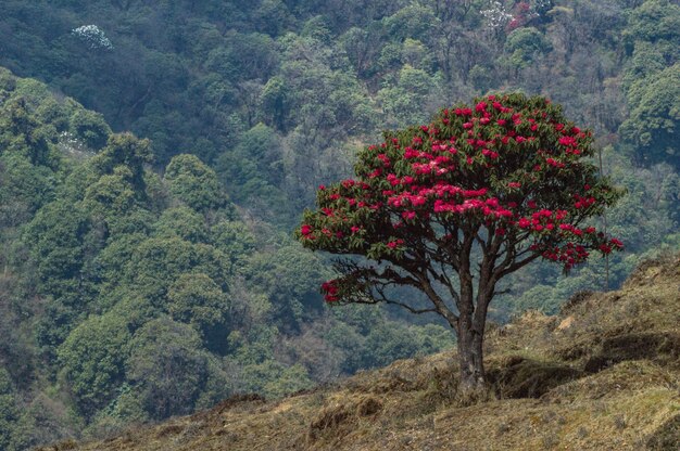 Photo scenic view of flowering tree in forest