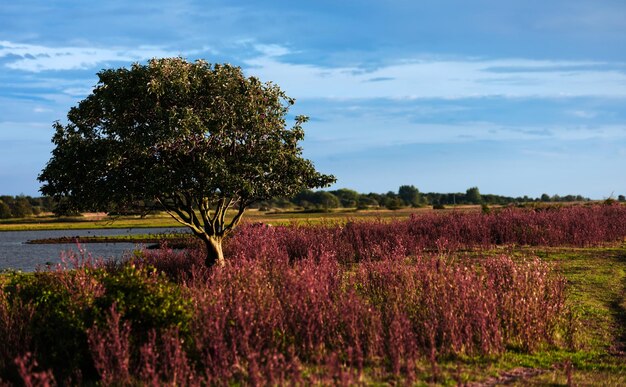 Photo scenic view of flowering trees on field against sky