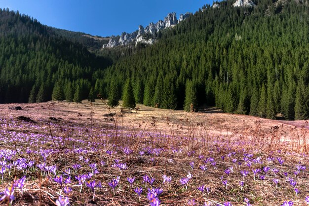 Scenic view of flowering trees on field against sky