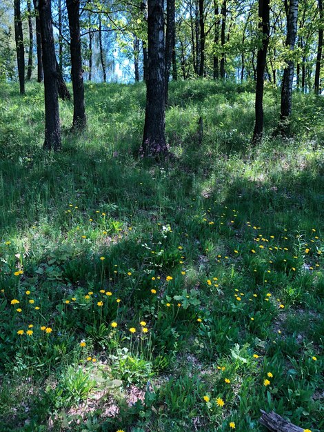 Scenic view of flowering trees in forest