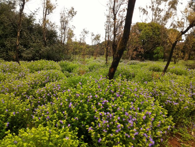 Scenic view of flowering trees in forest