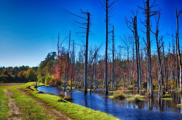 Scenic view of forest against blue sky