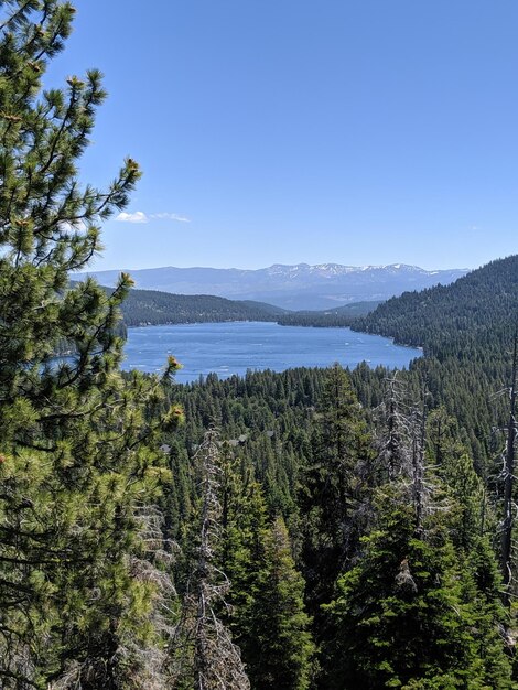 Photo scenic view of forest against clear blue sky