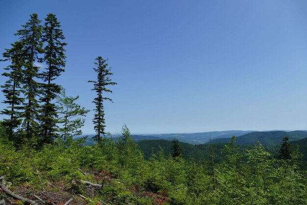 Scenic view of forest against clear blue sky