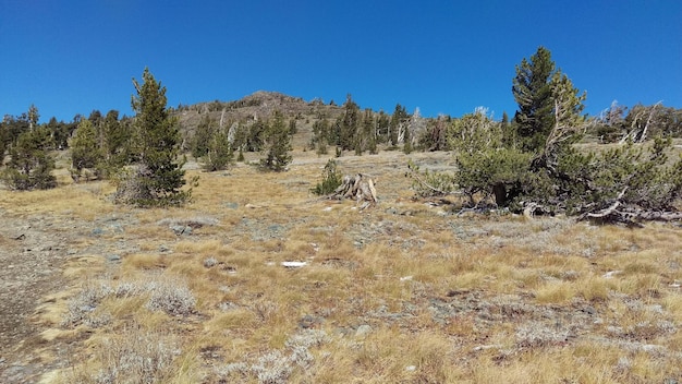 Scenic view of forest against clear blue sky