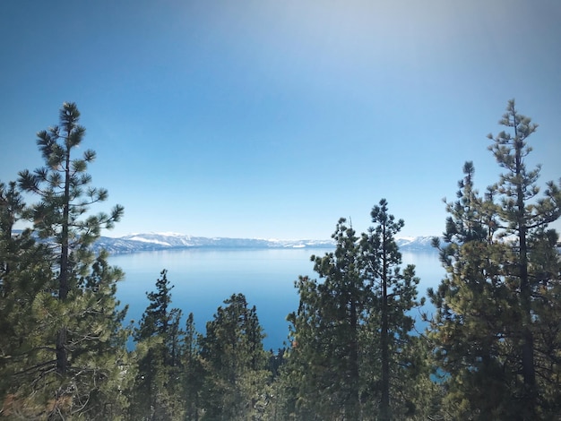 Foto la vista panoramica della foresta contro un cielo blu limpido