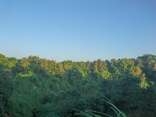 Scenic view of forest against clear sky