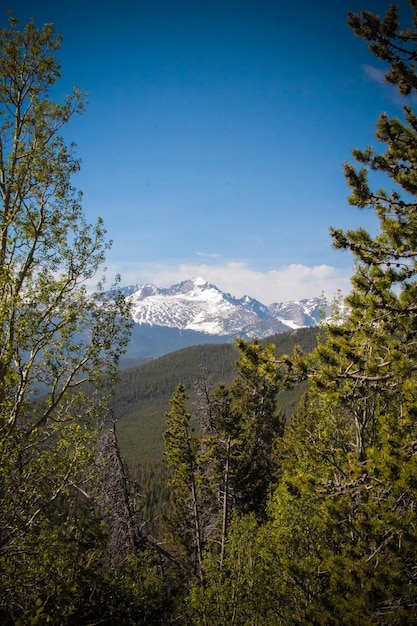 Scenic view of forest against clear sky