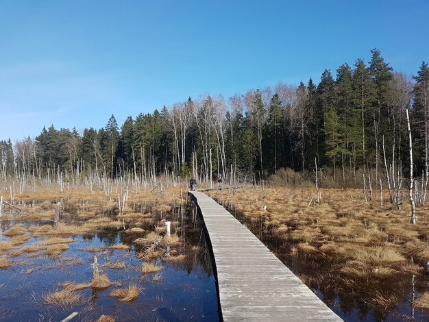 Scenic view of forest against clear sky