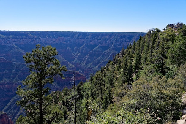 Foto vista panoramica della foresta contro un cielo limpido