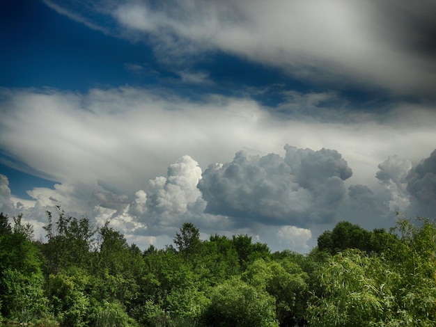 Foto vista panoramica della foresta contro un cielo nuvoloso