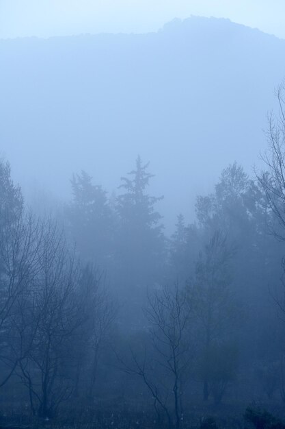 Photo scenic view of forest against cloudy sky