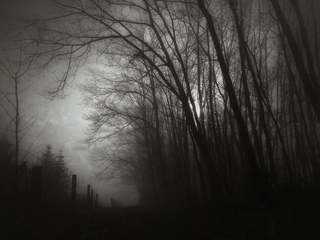 Photo scenic view of forest against cloudy sky