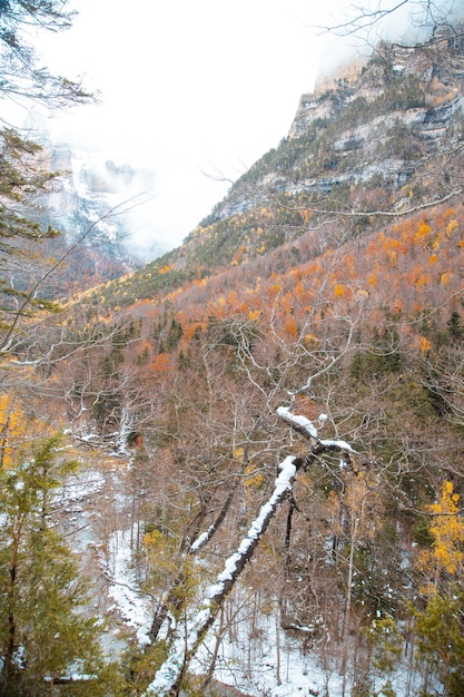 秋の空を背景にした森の景色