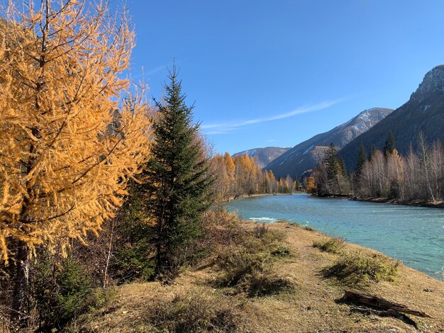 Photo scenic view of forest against sky during autumn