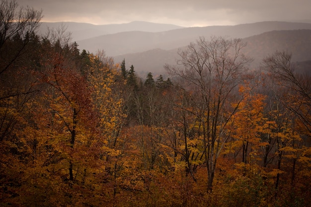 Photo scenic view of forest against sky during autumn