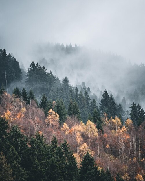 Scenic view of forest against sky during autumn