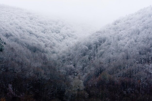 Scenic view of forest against sky during winter