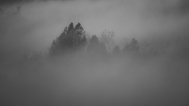 霧の天候で空を背景にした森の景色