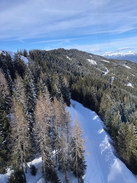 Вид леса на фоне неба зимой