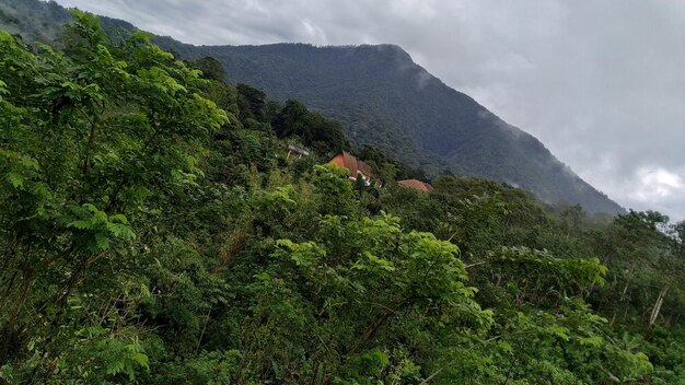 Scenic view of forest against sky