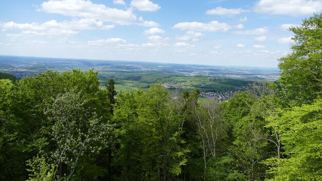 Scenic view of forest against sky