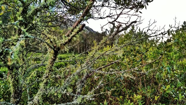 Scenic view of forest against sky