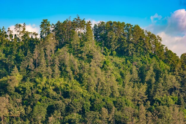 Scenic view of forest against sky