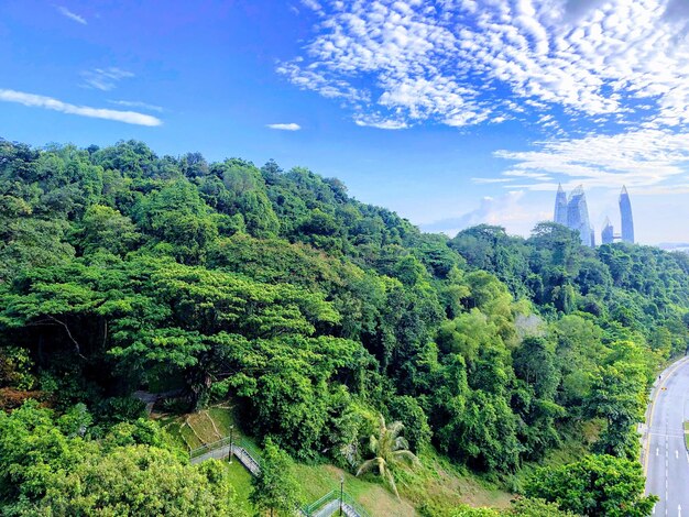 Photo scenic view of forest against sky