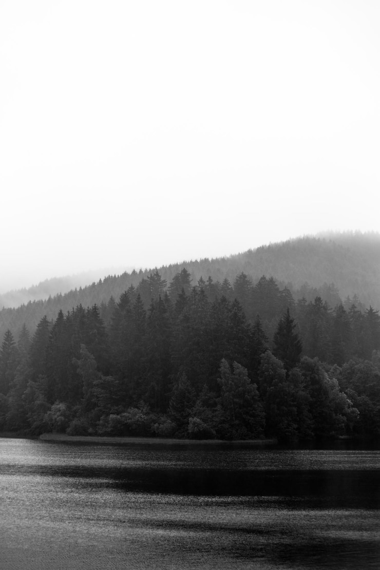Photo 空に照らされた森の景色