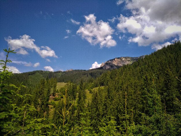 Foto vista panoramica della foresta contro il cielo