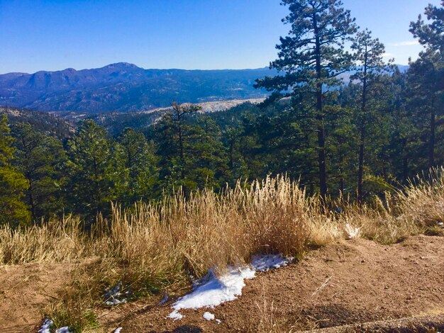 Scenic view of forest against sky