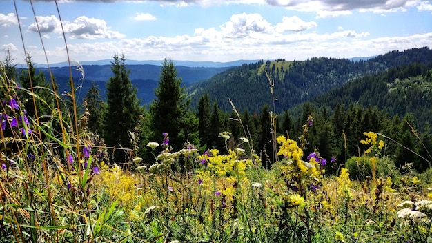 Scenic view of forest against sky