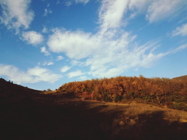 Foto vista panoramica della foresta contro il cielo