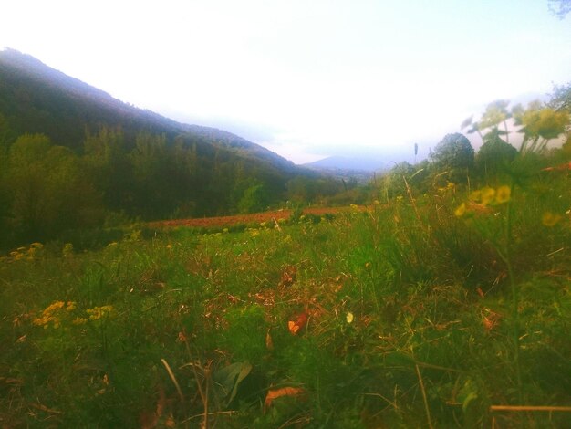 Scenic view of forest against sky