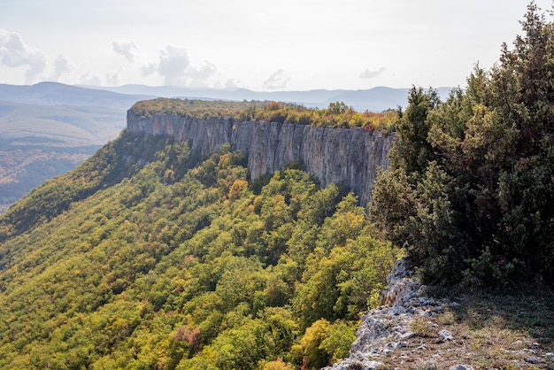 Scenic view of forest against sky