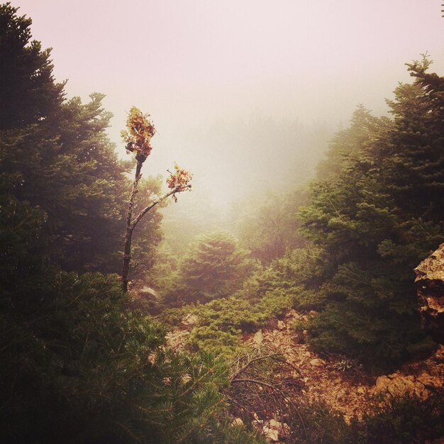 Photo scenic view of forest against sky