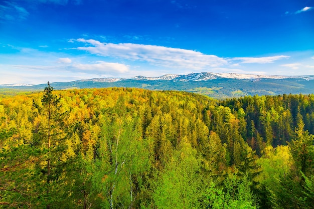 Scenic view of forest against sky