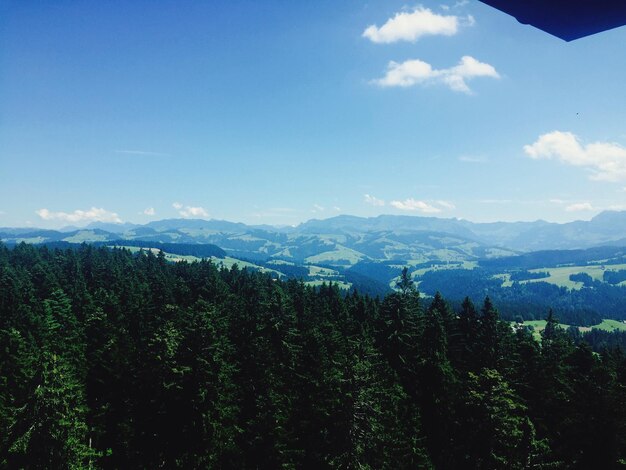 Scenic view of forest against sky